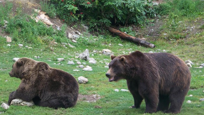 Niedźwiedzie na Alasce - Alaska 4