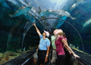 Shark Encounter