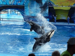 seaworld san diego